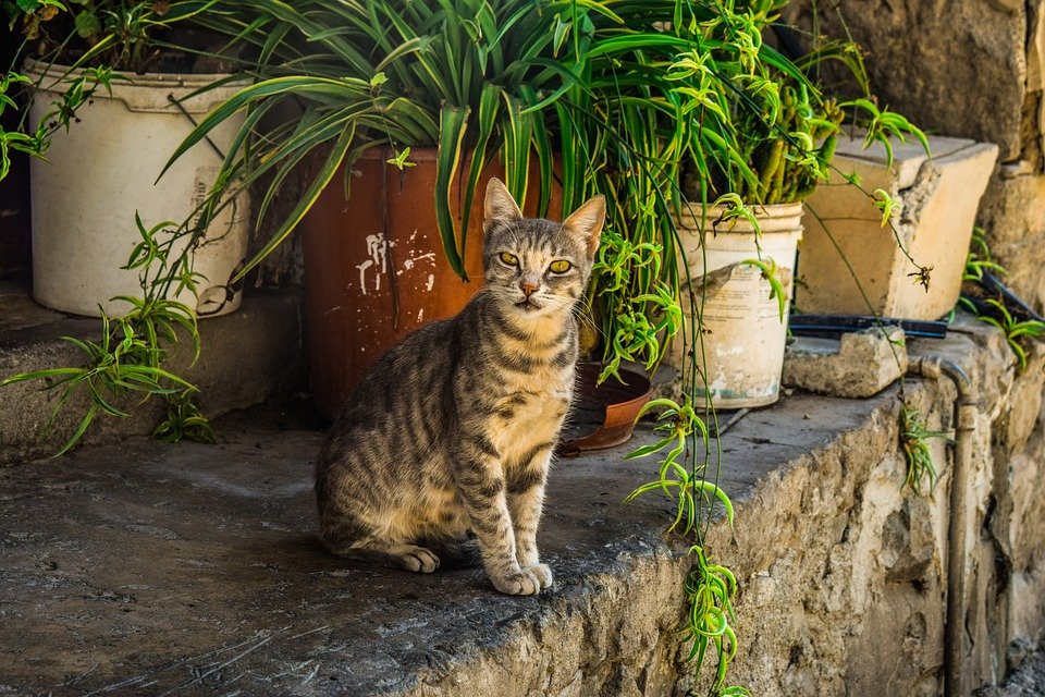 Cat, Stray, Young, Kitten, Animal, Outdoor, Tabby