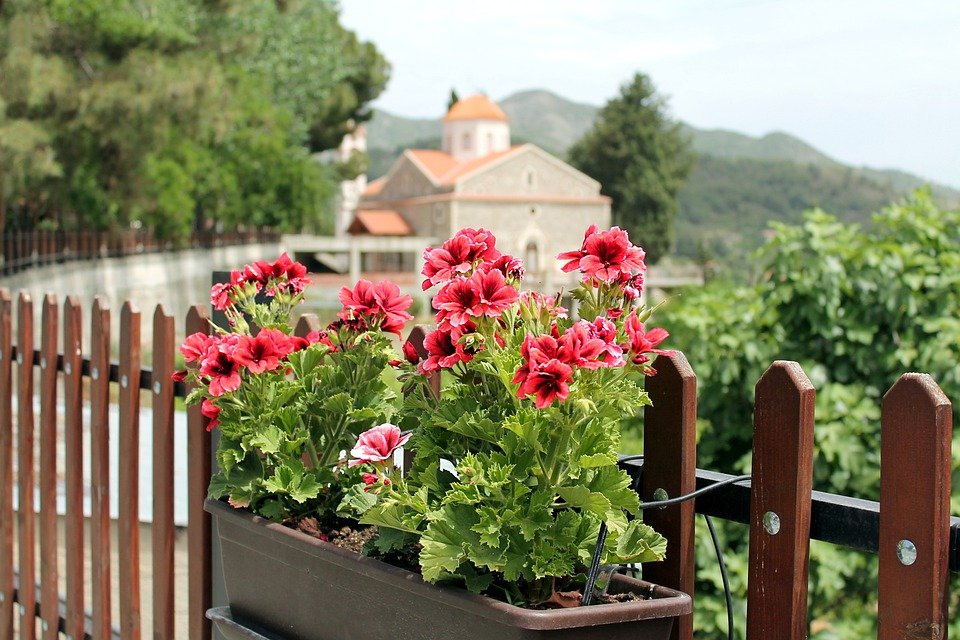 Flowers, Petunias, Cyprus, Village, Years, Church