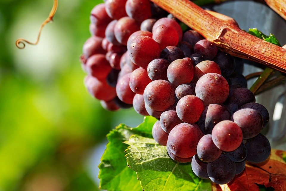 Grapes, Fruit, Red, Ripe, Cute, Wine Growing, Wine