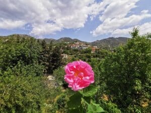 Agros, rose, Rose Festival