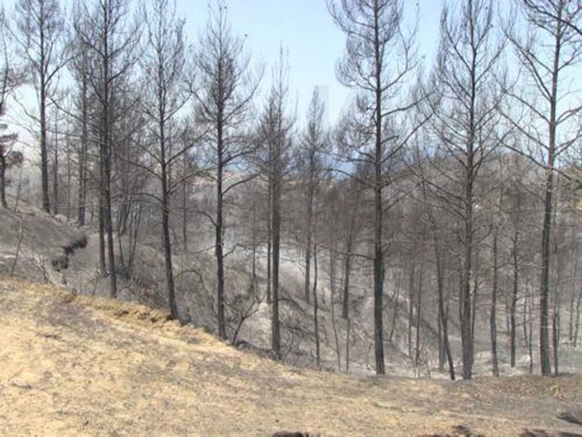 feature nick the fire north of kykkos monastery and cedar valley burned 20 hectares of pine forest