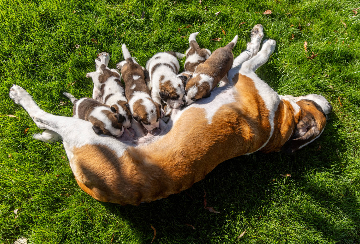 St. Bernard Puppies Are Seen At The Barry Foundation In Martigny