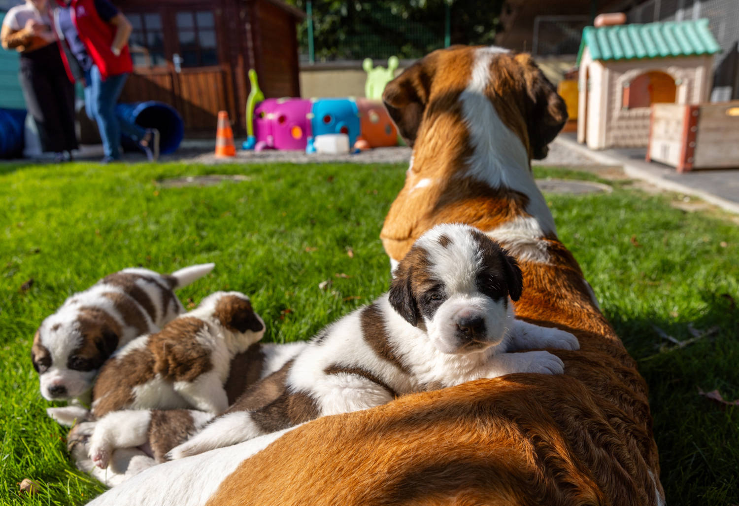 St. Bernard Puppies Are Seen At The Barry Foundation In Martigny