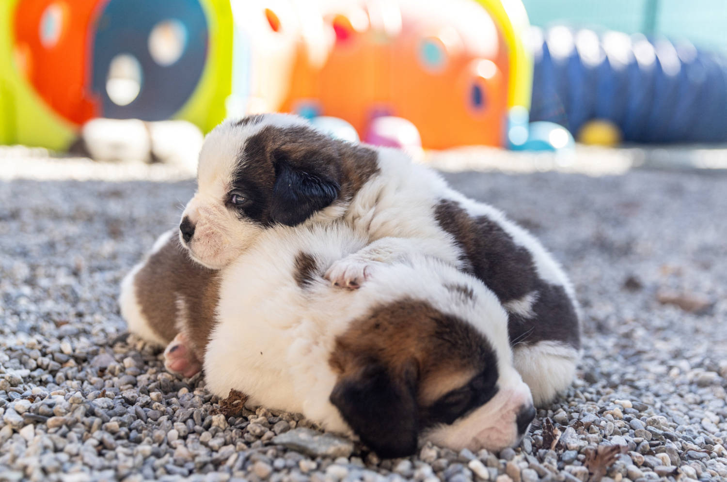 St. Bernard Puppies Are Seen At The Barry Foundation In Martigny