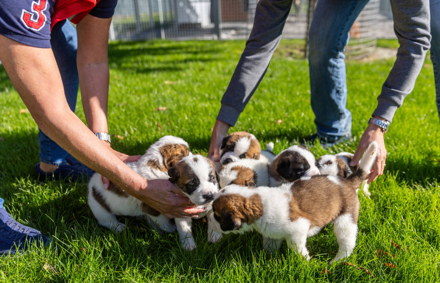 St. Bernard Puppies Are Seen At The Barry Foundation In Martigny