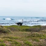 Police launch search for runaway ostrich on Paphos streets (video)