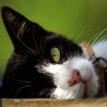 Police accused of inaction over cat disappearances as activists threaten escalation to EU bodies