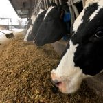 Alarm at Veterinary Services as foot-and-mouth strikes Larnaca farm — 300 cattle to be culled