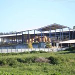 No new foot-and-mouth cases found as Cyprus vaccination drive continues