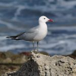 Rare bird colony in Cyprus faces decline as EU backs new protection plan