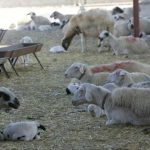 Over 13,000 animals to be culled as EU experts to arrive in Cyprus with foot-and-mooth vaccines