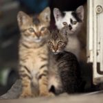 Greens call for stray cat trapping regulations after disappearances case