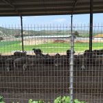 Shocking footage reveals spread of foot-and-mouth disease at Oroklini farms