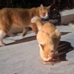 Police identify suspect in Nicosia cat abduction case