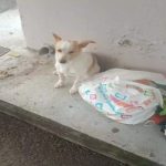 Abandoned at a bus stop with its belongings, Limassol dog finds a new family