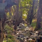 Forest road closed after landslides