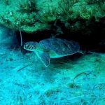 Feeding dolphins and disturbing turtle nests now carries a €20,000 fine under new Cyprus marine regulations