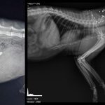 Ecologists report three cat shootings in Larnaca and Paphos, criticise police response