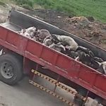 Ecologists allege criminal negligence in burial of foot-and-mouth carcasses