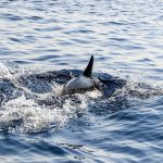 Dead dolphin washes ashore on Kato Paphos beach
