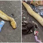 10-metre python found in rubbish at Limassol waste plant