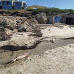 Dead giant squid found on Paphos beach (photos)
