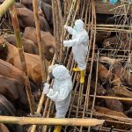 Slaughter of 19,000 pigs under way as parliament convenes on FMD crisis