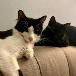 EU passes first-ever rules to protect cats and dogs from abuse and cruel breeding