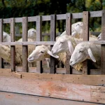 Veterinary Services intensify Easter market checks as foot-and-mouth cases stabilise