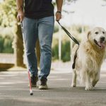 House revises dog legislation to prevent euthanasia and lower owner costs