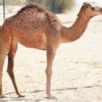 On this day: World’s first cloned camel is born in 2009