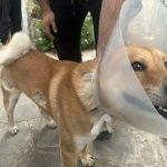 Two dogs shot in Pera Chorio Nisou as police investigate