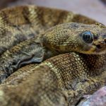 Man, 85, hospitalised after viper bite while working in field