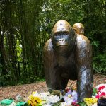 On this day: Zoo gorilla Harambe is shot after grabbing a three-year-old boy in 2016