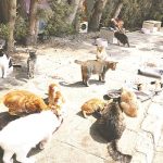 Cyprus cats: Study shows how far they roam and how it could impact wildlife