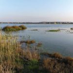 BirdLife Cyprus demands end to Lake Paralimni drainage as breeding season peaks