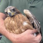 Cyprus Game and Fauna Service rescues Bonelli’s eagle chick after mother killed by power line