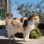 State to certify animal welfare volunteers following attacks on cat rescuers