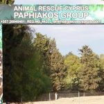 Paphos stray dog shelter: government pledges €250,000 as 2027 opening targeted