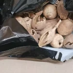 Famagusta drug case: three remanded over dried poppy bulbs seized in postal parcels