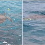 Sea turtle spotted off Konnos beach in Protaras