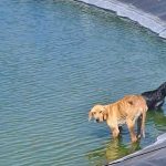 Cyprus installs 75 animal escape ramps at reservoirs to prevent animal drownings