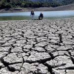 Cyprus tree die-offs surge as drought and beetles devastate forests