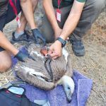 Endangered vulture chick tagged for the first time