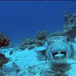 Silver-cheeked toadfish threat to fishermen, time to worry?