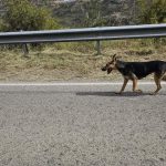 Stray dogs threaten Paphos forest’s protected mouflon
